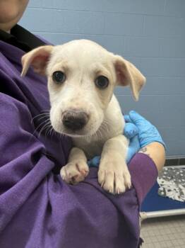 HARLEY -  Australian Cattle Dog Blue Heeler and Mixed Breed Dog for Adoption in Loveland, Colorado - HARLEY | PetCurious