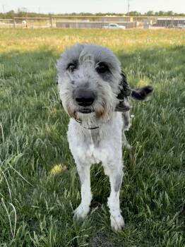 Poodle Dogs Available for Adoption in Junction City, Kansas - Valentine | PetCurious