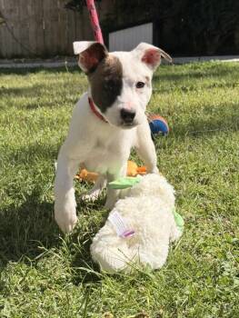Terrier and Labrador Retriever Dogs Available for Adoption in Locust Fork, Alabama - Ziti | PetCurious