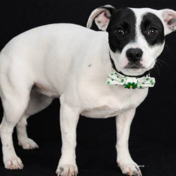 Jack Russell Terrier Dogs Available for Adoption - Volly | PetCurious