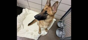 WANDA -  German Shepherd Dog Dog for Adoption in Fort Wayne, Indiana - WANDA | PetCurious