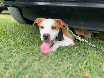 German Shepherd Dog and Terrier Dogs Available for Adoption in Monroe, Louisiana - Dorothy | PetCurious