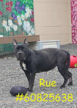 Pit Bull Terrier Dogs Available for Adoption in Wilkes-barre, Pennsylvania - Rue | PetCurious