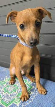 Roy -  Chihuahua Dog for Adoption in New York, New York - Roy | PetCurious