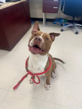 Pit Bull Terrier Dogs Available for Adoption in Clayton, New Jersey - Brutus | PetCurious
