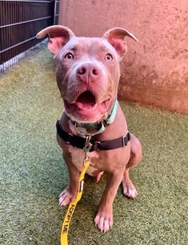 Rescue Pit Bull Terrier Dogs for Adoption in San Francisco, California - Cappy | PetCurious
