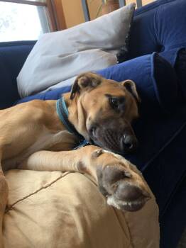 Black Mouth Cur Dogs Available for Adoption - Bruce | PetCurious