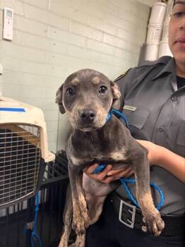 Pit Bull Terrier and Mixed Breed Dogs Available for Adoption - PERLA | PetCurious