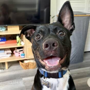 Goose -  Black Labrador Retriever and Pit Bull Terrier Dog for Adoption in Temecula, California - Goose | PetCurious