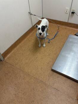 SHEBA -  Pit Bull Terrier and Mixed Breed Dog for Adoption in Sacramento, California - SHEBA | PetCurious