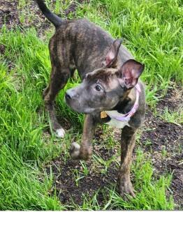 Pit Bull Terrier Dogs Available for Adoption in Roseville, California - Lilith | PetCurious