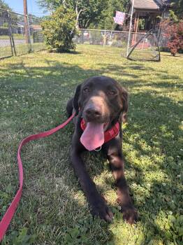 Hunter -  Labrador Retriever Dog for Adoption in Warrington, Pennsylvania - Hunter | PetCurious