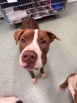 Rescue Mixed Breed Dogs for Adoption in Danielsville, Georgia - Hunter | PetCurious