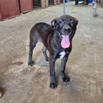 Great Pyrenees and Mixed Breed Dogs Available for Adoption in Wadena, Minnesota - Bea | PetCurious