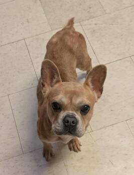 Rescue French Bulldog Dogs for Adoption in Tylertown, Mississippi - Sky | PetCurious