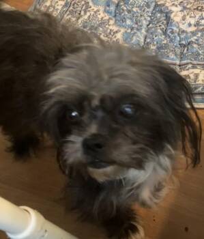 Toto -  Shih Tzu and Terrier Dog for Adoption in Henderson, Nevada - Toto | PetCurious