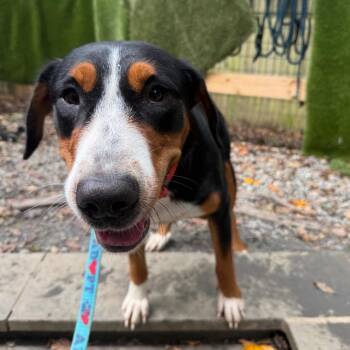 Princess -  Greater Swiss Mountain Dog Dog for Adoption in West Chester, Pennsylvania - Princess | PetCurious