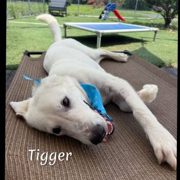Tigger -  Retriever and Great Pyrenees Dog for Adoption in Fredericksburg, Virginia - Tigger | PetCurious