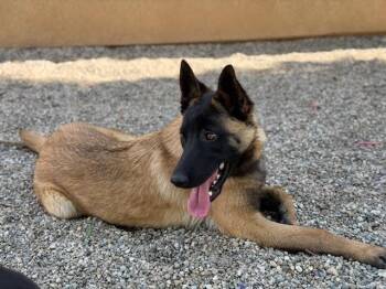 Belgian Shepherd Malinois Dogs Available for Adoption in Imlay City, Michigan - Pedro In CA | PetCurious
