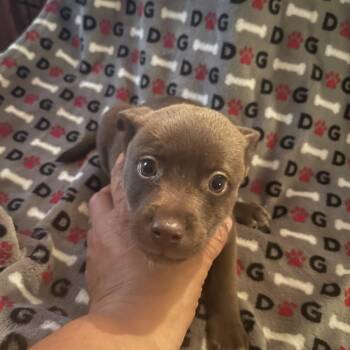 Terrier Dogs Available for Adoption in Gainesville, Virginia - Marina | PetCurious