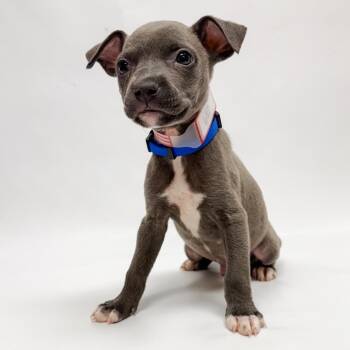 682 (2026) Heron -  Pit Bull Terrier and Mixed Breed Dog for Adoption in Parker, Colorado - 682 (2026) Heron | PetCurious