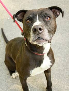 Pit Bull Terrier Dogs Available for Adoption in Ona, West Virginia - Pip | PetCurious