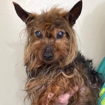 Yorkshire Terrier Dogs Available for Adoption - Dorian | PetCurious