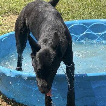 Olive -  Shepherd and Black Labrador Retriever Dog for Adoption in Nashville, Tennessee - Olive | PetCurious