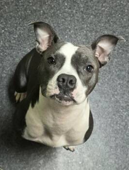 Pit Bull Terrier and Mixed Breed Dogs Available for Adoption - Snuggles | PetCurious