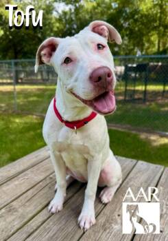 Tofu -  Pit Bull Terrier Dog for Adoption in Magnolia, Texas - Tofu | PetCurious