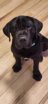 Spaniel and Labrador Retriever Dogs Available for Adoption - Marty | PetCurious