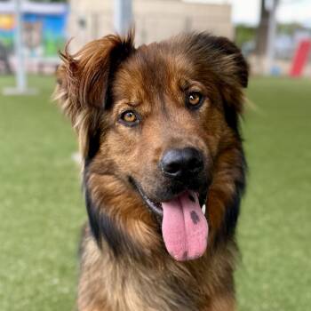 Noir -  German Shepherd Dog and Mixed Breed Dog for Adoption in Riverside, California - Noir | PetCurious