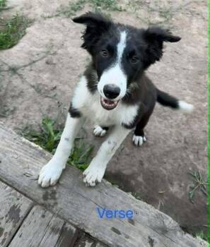 Verse -  Border Collie Dog for Adoption in Waunakee, Wisconsin - Verse | PetCurious