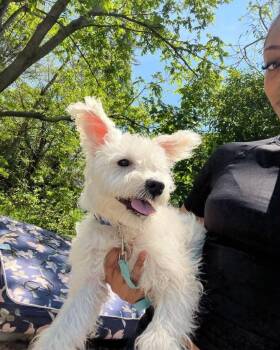 Toby -  Schnauzer and Cavapoo Dog for Adoption in Winchester, Connecticut - Toby | PetCurious