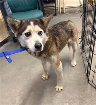 Siberian Husky Dogs Available for Adoption - SHY GUY | PetCurious