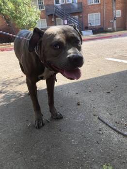 DALLAS -  Mixed Breed Dog for Adoption in Dallas, Texas - DALLAS | PetCurious