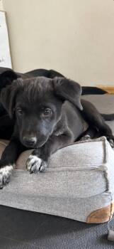 Mae -  Boxer and Australian Cattle Dog Blue Heeler Dog for Adoption in Midway, Utah - Mae | PetCurious