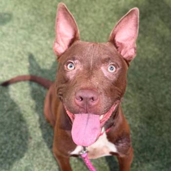 Zucchini -  Mixed Breed Dog for Adoption in Asheville, North Carolina - Zucchini | PetCurious
