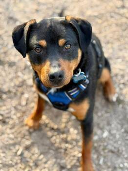 Rottweiler Dogs Available for Adoption in Livonia, Michigan - Roscoe | PetCurious