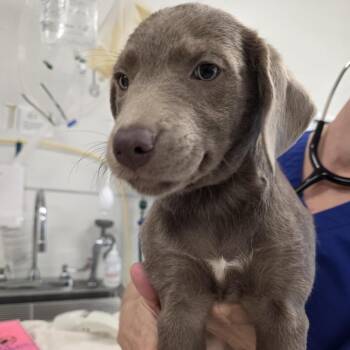 Arya -  Labrador Retriever and Mixed Breed Dog for Adoption - Arya | PetCurious