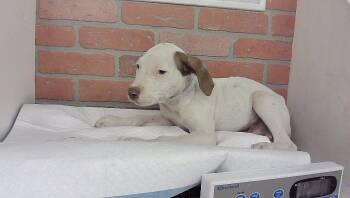 DINO -  Staffordshire Bull Terrier and Mixed Breed Dog for Adoption in Houston, Texas - DINO | PetCurious
