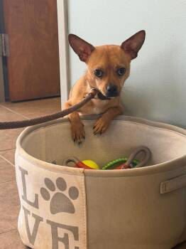Tripp -  Chihuahua Dog for Adoption in Marion, Ohio - Tripp | PetCurious