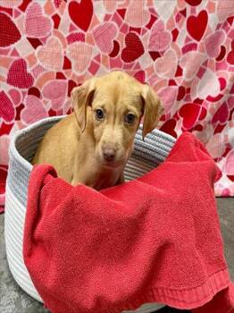 Labrador Retriever and Golden Retriever Dogs Available for Adoption - TILLY | PetCurious