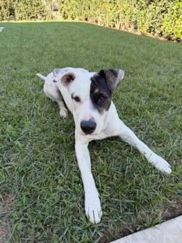 Reggie -  Dalmatian and Pit Bull Terrier Dog for Adoption in Los Angeles, California - Reggie | PetCurious