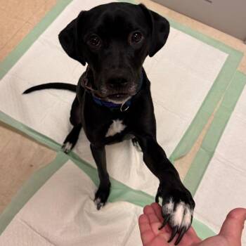 Snow White -  Mixed Breed Dog for Adoption in Lake Panasoffkee, Florida - Snow White | PetCurious