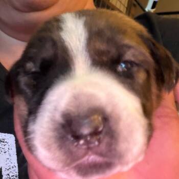 Isabella Tortellini -  Hound Dog for Adoption in Greenfield, Indiana - Isabella Tortellini | PetCurious