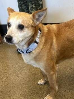 Peggy -  Border Collie Dog for Adoption in Cleveland, Ohio - Peggy | PetCurious
