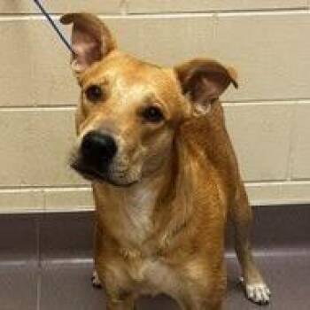 Ramen Noodle -  Carolina Dog Dog for Adoption in Norman, Oklahoma - Ramen Noodle | PetCurious