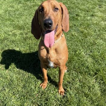 Shiloh -  Redbone Coonhound Dog for Adoption in Prineville, Oregon - Shiloh | PetCurious
