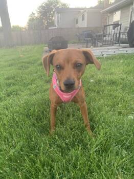 Strawberry Shortcake -  Terrier Dog for Adoption in Mundelein, Illinois - Strawberry Shortcake | PetCurious